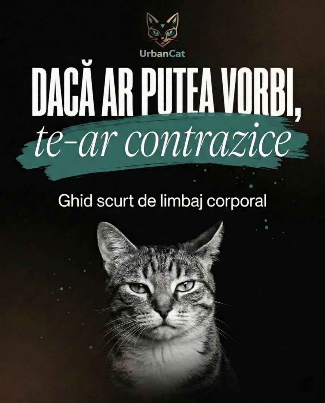 Carusel UrbanCat 164k vizualizări, slide 1 hook limbaj corporal pisică, pet brand TikTok Instagram