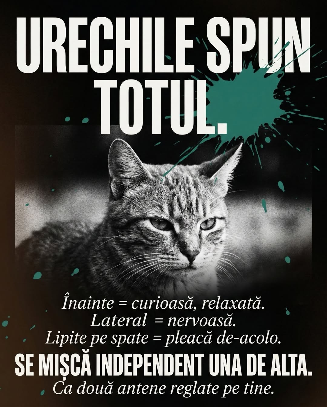 Pillar UrbanCat slide 5 arată burta încredere, carusel TikTok 164k pet brand storytelling România