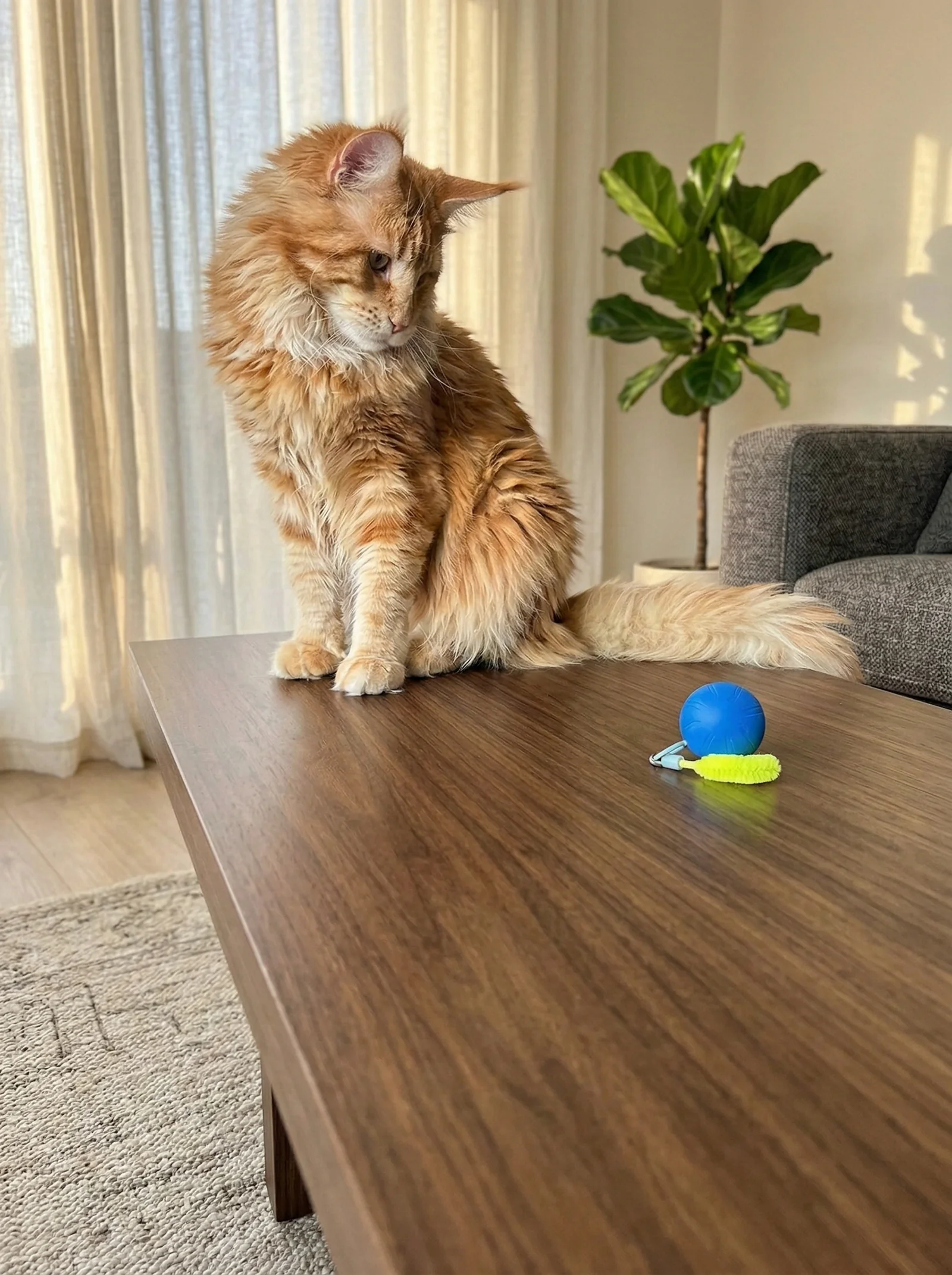 Cozy apartment — interactive ball